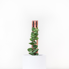 Load image into Gallery viewer, Zella - Wooden Extendable Plant Support
