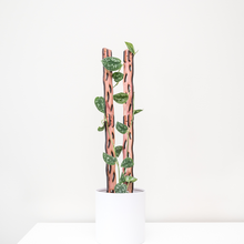 Load image into Gallery viewer, Zella - Wooden Extendable Plant Support
