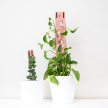 Load image into Gallery viewer, Zella - Wooden Extendable Plant Support
